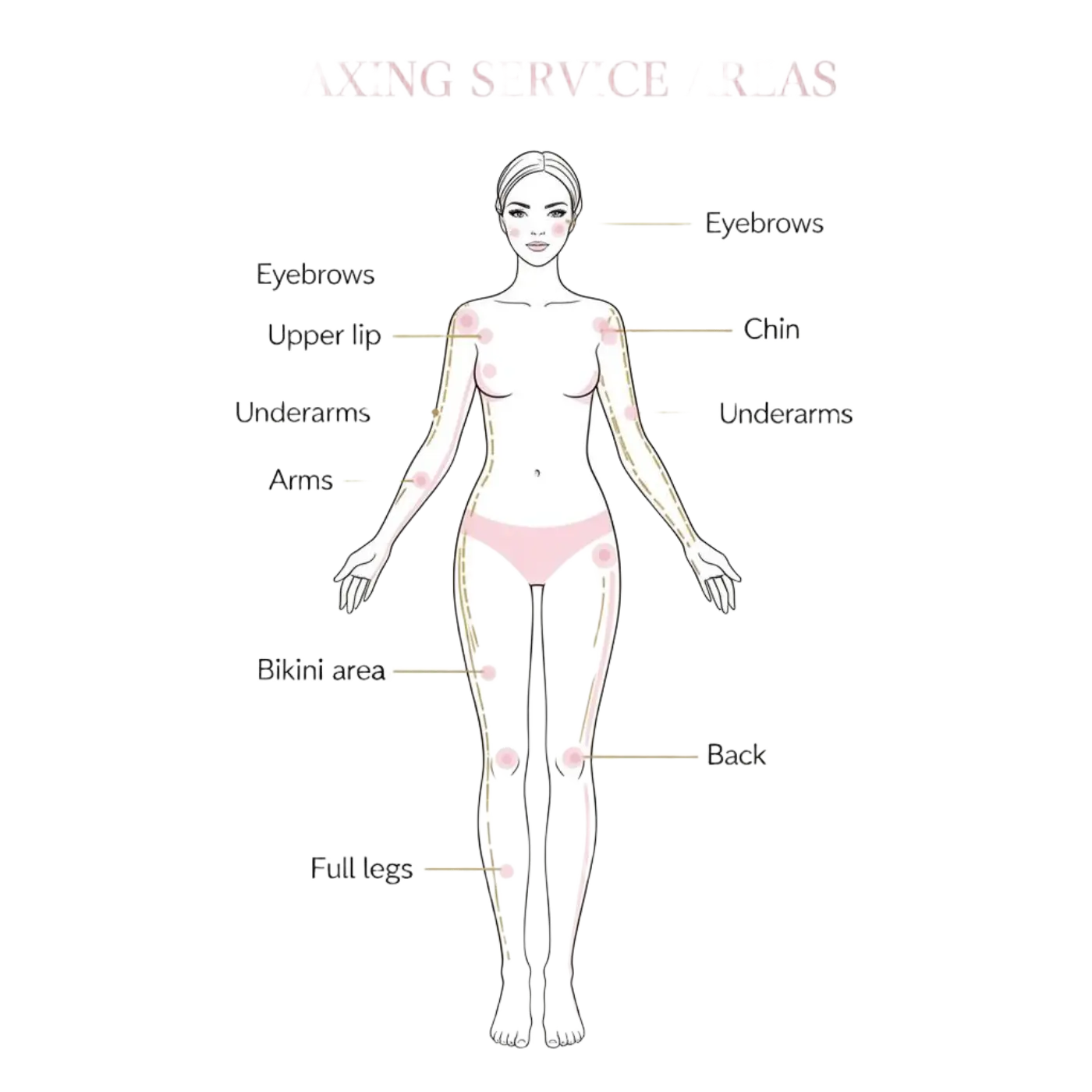 Female body waxing areas diagram showing all available wax zones